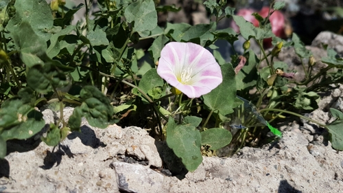 Japanese false bindweed