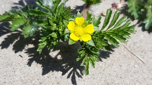 Bushy Cinquefoil