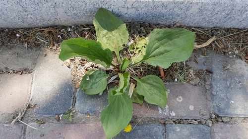 Asian plantain