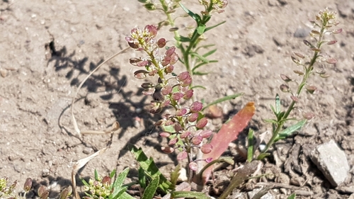 Lepidium apetalum