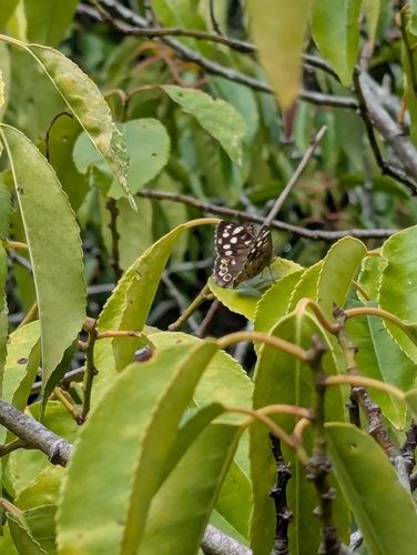 Speckled Wood