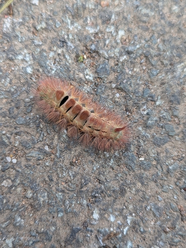 Pale Tussock Moth