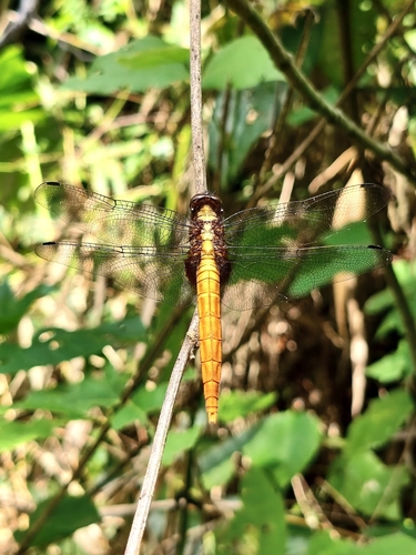Common Red Skimmer