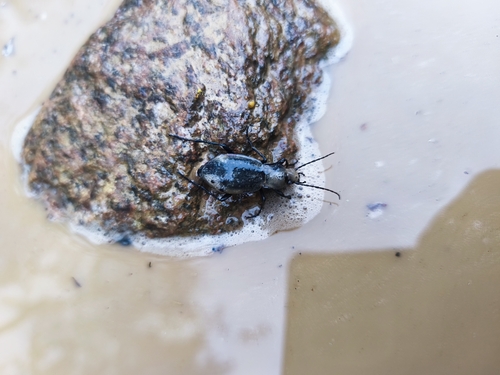 Carabus hortensis