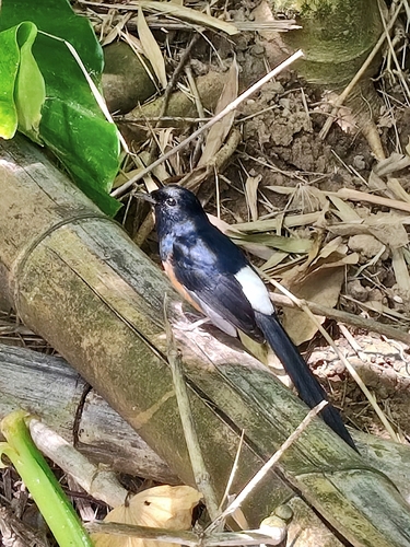 White-rumped Shama