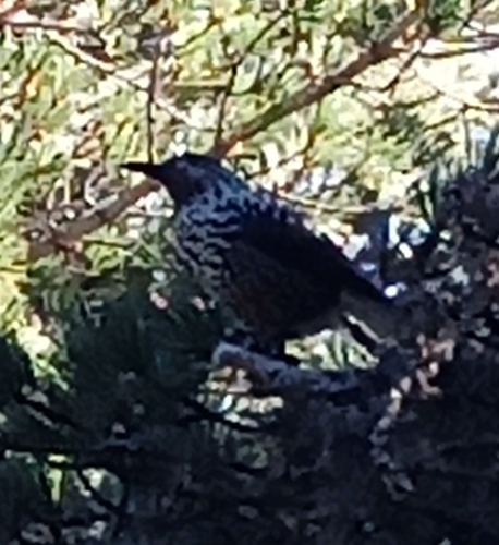 Northern Nutcracker