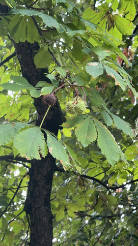 horse-chestnut