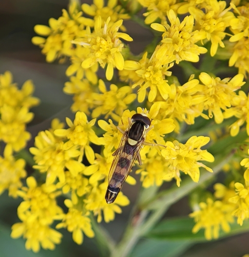 Common Globetail