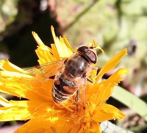 Common Drone Fly