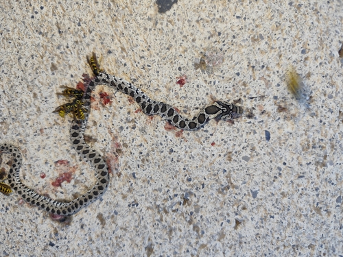 Horseshoe Whip Snake