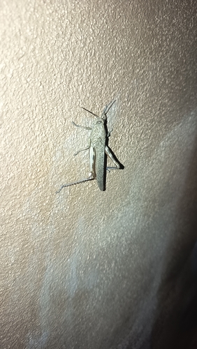Egyptian Bird Grasshopper