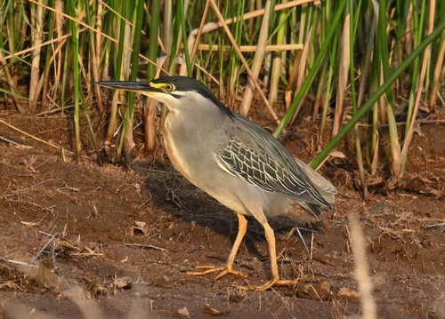 Little Heron