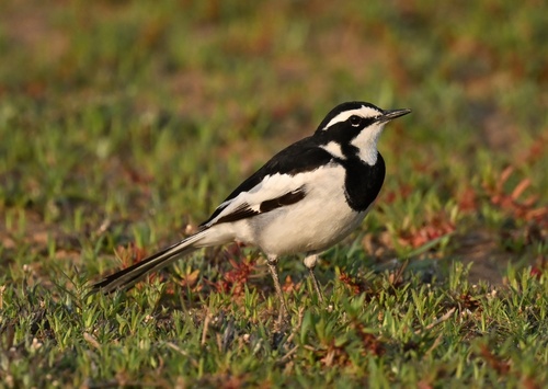 Common African Pied Wagtail