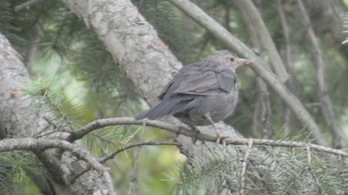 Eurasian Blackbird