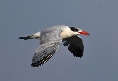 Caspian Tern