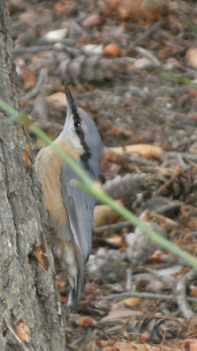 Eurasian Nuthatch