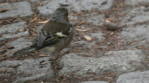 Common Chaffinch