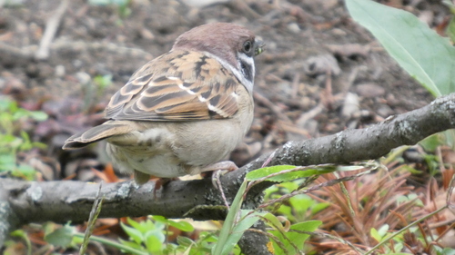 Eurasian Tree Sparrow