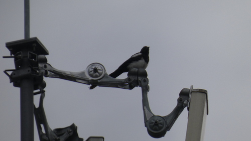 Eurasian Magpie