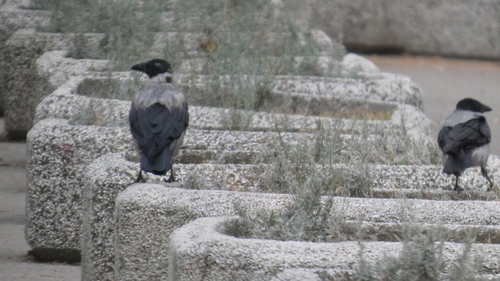Hooded Crow