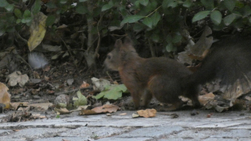 Eurasian Red Squirrel
