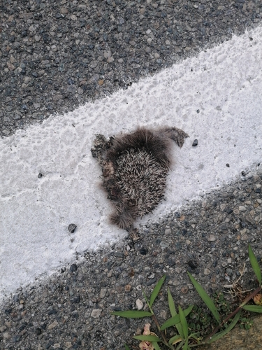 Common Hedgehog