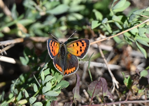 Small Copper