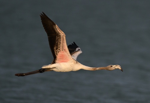 Greater Flamingo
