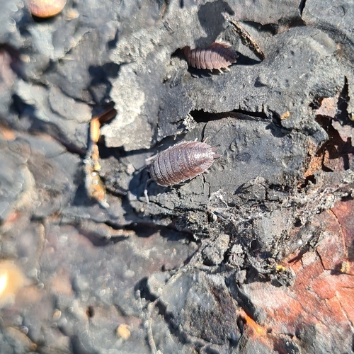 Common Rough Woodlouse