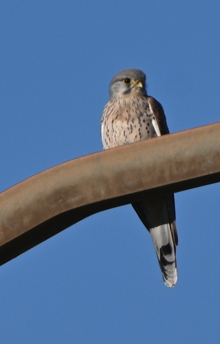 Eurasian Kestrel