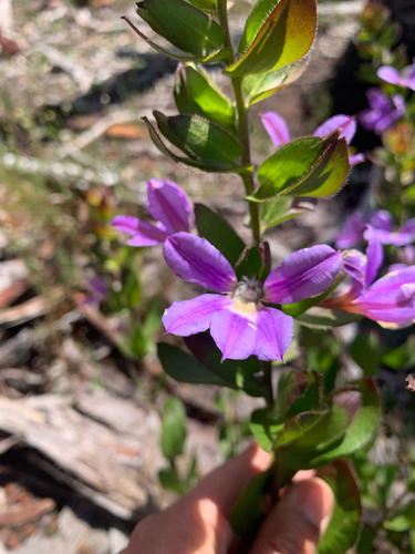 Broad-leaved Fanflower