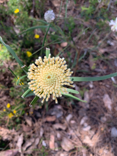 Isopogon sphaerocephalus