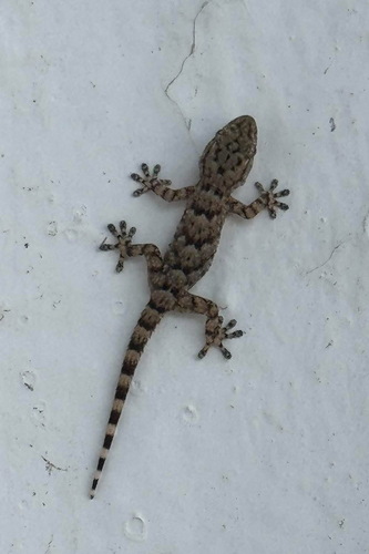 Moorish Gecko