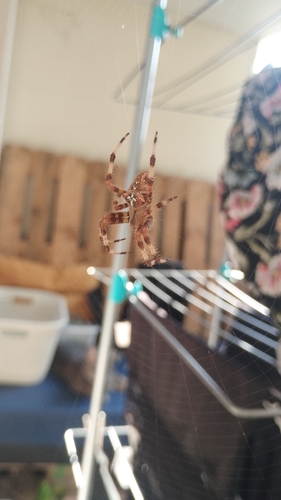 Pale Cross Orbweaver