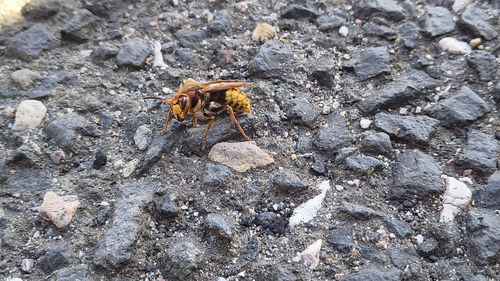 European Hornet