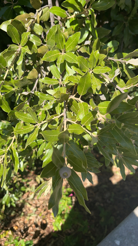 Holm oak
