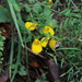 Calceolaria corymbosa santiagina - Photo (c) Virginia, all rights reserved, uploaded by Virginia