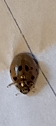 10-spot Ladybird