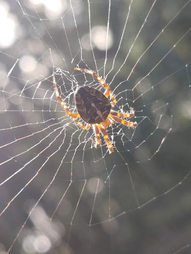 Cross Orbweaver