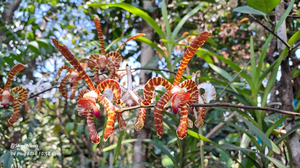 Arachnis annamensis (Arachnis annamensis)