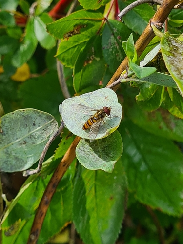Marmalade Hover Fly