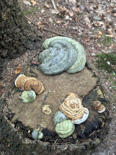 Hoof Fungus