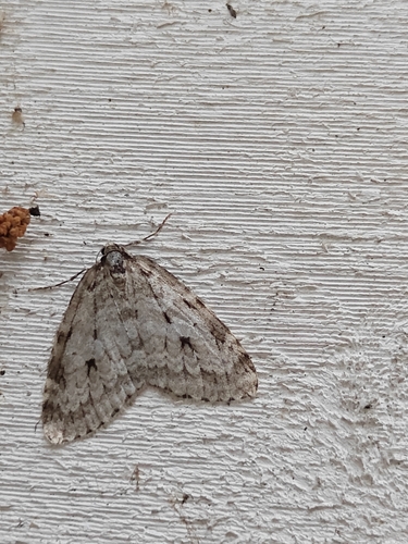 Autumnal Moth