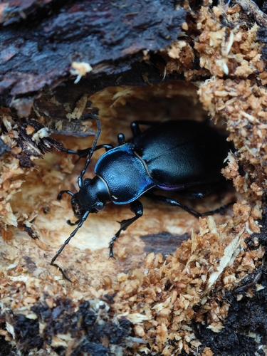 Violet ground beetle