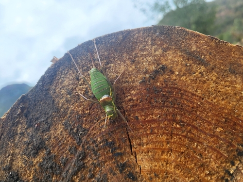 Saddle-backed Bush Cricket
