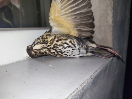 Song Thrush