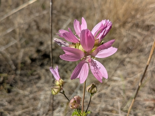 musk mallow