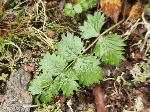Burnet-saxifrage