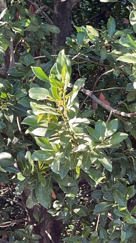 Bay laurel