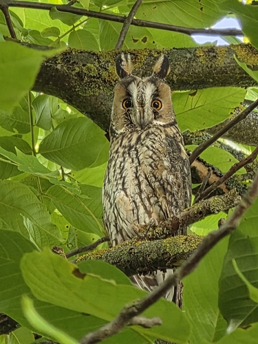 Long-eared Owl